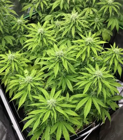 Super Lemon Cloud Auto (Herbies Seeds)