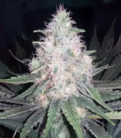 THC Bomb (Bomb Seeds) Cannabis-Samen