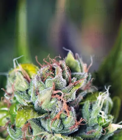 Tahoe Cure (Pyramid Seeds) Cannabis-Samen
