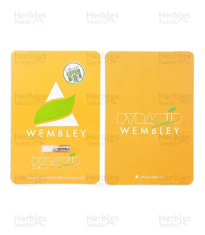 Wembley (Pyramid Seeds) Cannabis-Samen