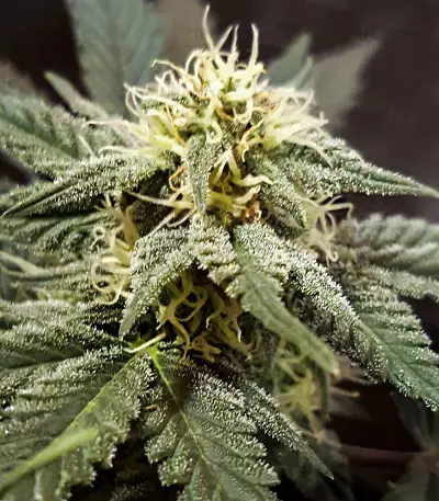 Mexican Airlines Auto (Fast Buds) Cannabis-Samen