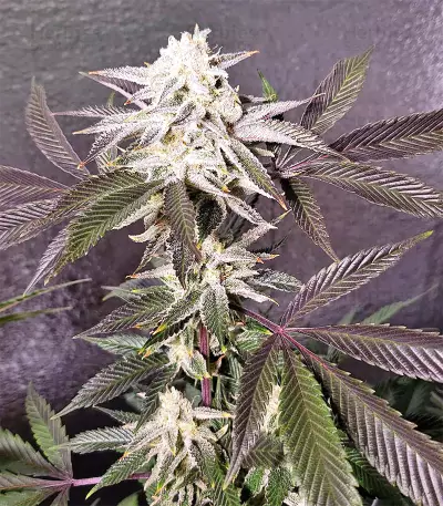 Auto Purple Gorilla (Short Stuff Seeds) Cannabis-Samen