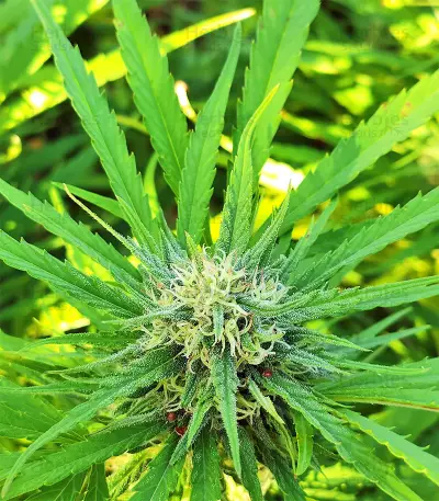 BCN Critical XXL