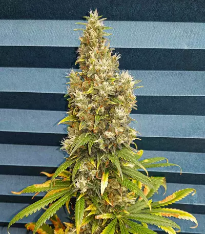 Black Jack (Sweet Seeds) Cannabis-Samen