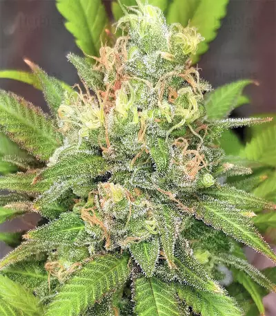 Buzz Light Gear (Dr. Krippling Seeds) Cannabis-Samen