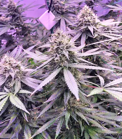 Chem Berry D regular (Dark Horse Genetics) Cannabis-Samen