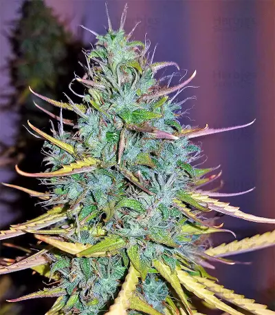 Critical 47 (Positronics Seeds) Cannabis-Samen