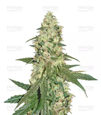 Dark Chunk regular (Xtreme Seeds) Cannabis-Samen