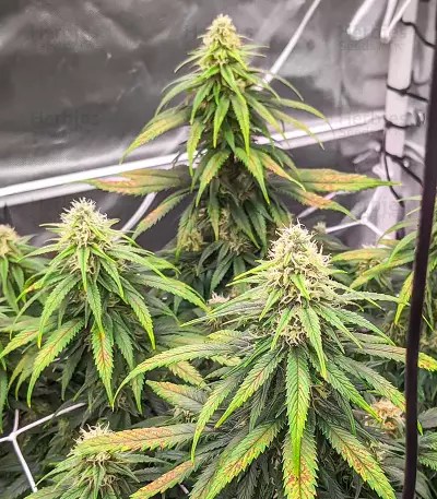 Dozy Cookies feminisierte Samen (AlphaFem Seeds)