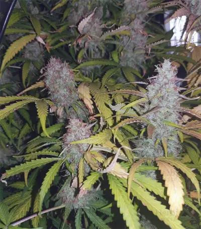 Girl Scout Cookies Auto (Garden Of Green) Cannabis-Samen