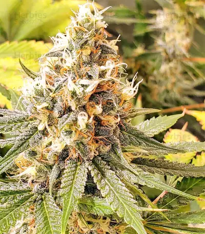 Gorilla Cookies (Big Head Seeds) Cannabis-Samen