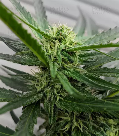 Gorilla (GG#4 Original Glue) (Expert Seeds) Cannabis-Samen