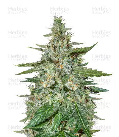 Haze Autoflowering CBD (Dinafem Seeds) Cannabis-Samen