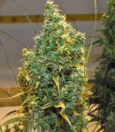 National Health Service (NHS) Regular (Mr. Nice Seedbank) Cannabis-Samen