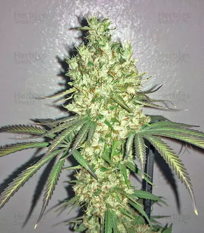 Nepal Kush (Flying Dutchmen) Cannabis-Samen