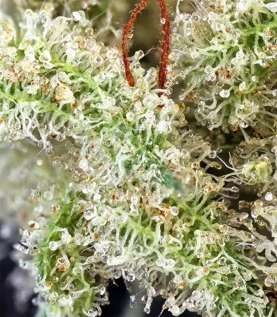 Northern Lights Autoflower feminisierte Samen (Seedstockers)