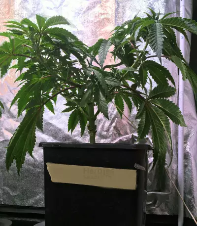 OG Kush CBD (Dinafem Seeds) Cannabis-Samen