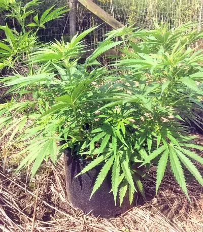 Panama cannabis strain