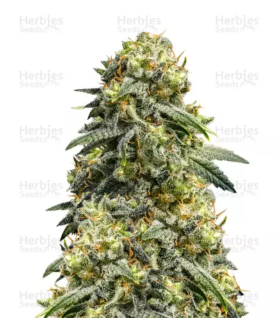 Rosetta Stone XX (Brothers Grimm Seeds) Cannabis-Samen