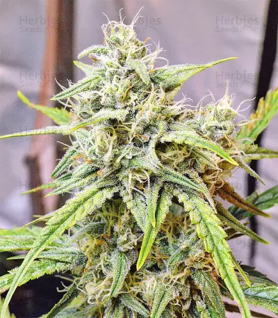 Sour Hound F2 Auto (Mephisto Genetics) Cannabis-Samen