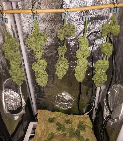 Speedy Chile Fast Flowering (RQS) Cannabis-Samen