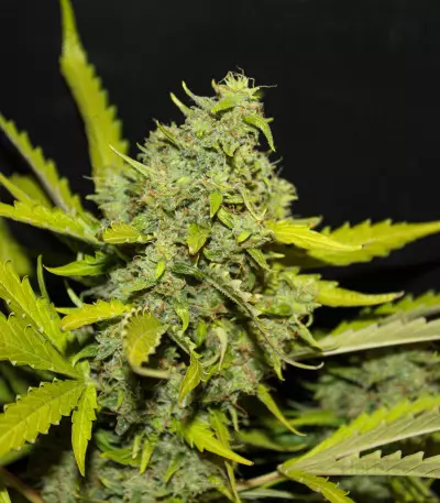 Tangie'matic Auto feminisierte Samen (Fast Buds)