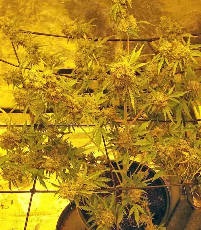 Big Bang Auto (GHS) Cannabis-Samen