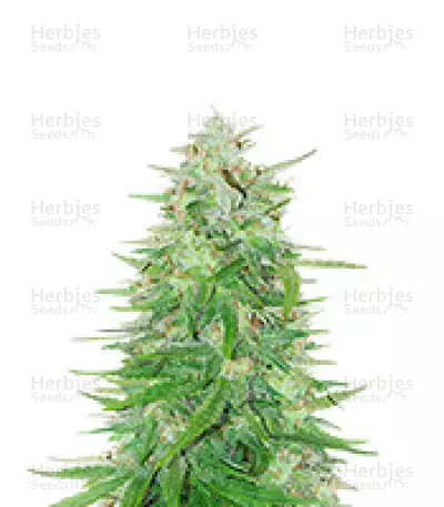 Cosmic Bomb Auto (Bomb Seeds) Cannabis-Samen