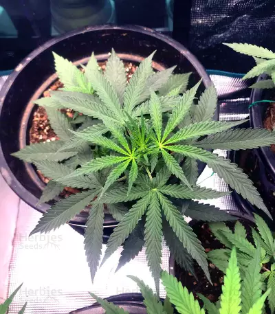 Critical Orange Punch (Dutch Passion)