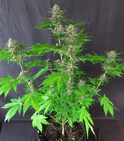 DDoS #33 feminisierte Samen (Herbies Seeds)