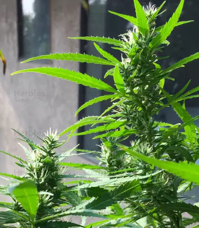 Dream Berry (Female Seeds) Cannabis-Samen
