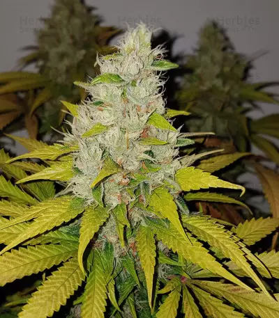 Gelato (Cali Buds Seeds) Cannabis-Samen