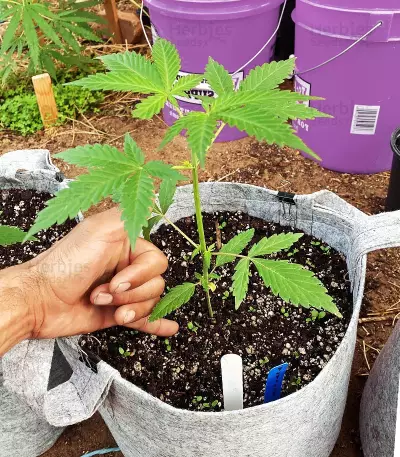 Larry's Lemon OG (Garden Of Green) Cannabis-Samen