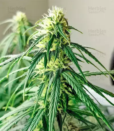 Northern Lights Auto (Expert Seeds) Cannabis-Samen
