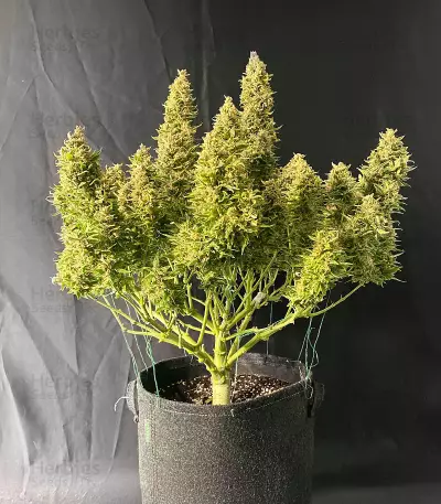 Sour Jealousy Auto feminisierte Samen (Fast Buds)