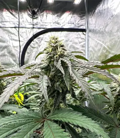 All The Sauces R1 (Ethos Genetics)