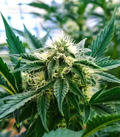 Auto Blackberry Moonrocks (Herbies Seeds)