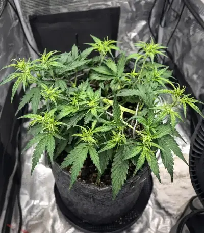 Auto Mimosa (00 Seeds)