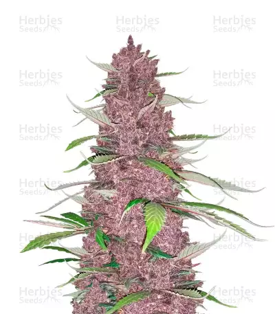 Auto Mix Pack #1 feminisierte Samen (Herbies Seeds)