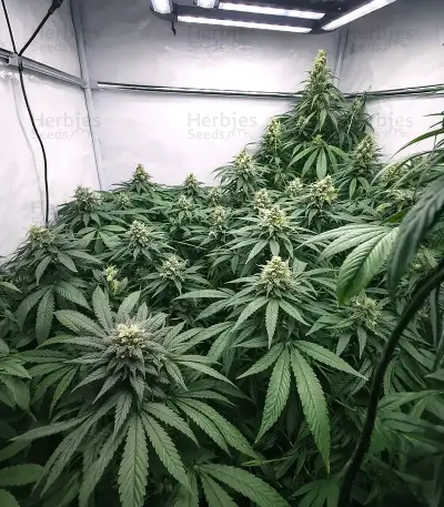 Black Berry OG (Emerald Triangle Seeds) Cannabis-Samen