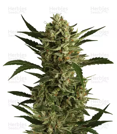 Cherry Grapefruit (Kera Seeds) Cannabis-Samen
