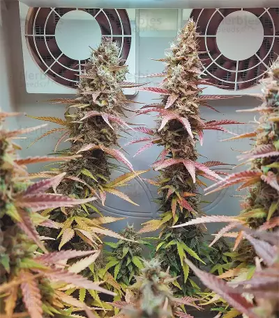Gelato Auto feminisierte Samen (Fast Buds)