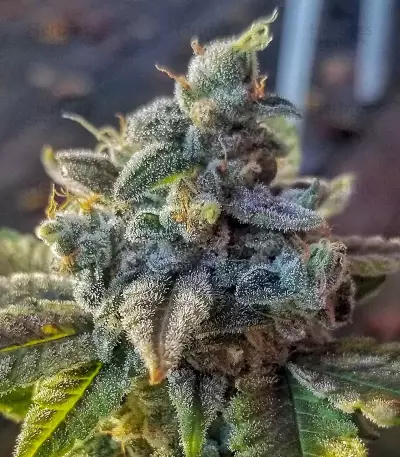 Golosa (Delicious Seeds) Cannabis-Samen