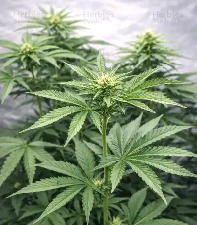 Gorilla Melon feminisierte Samen (Fast Buds)