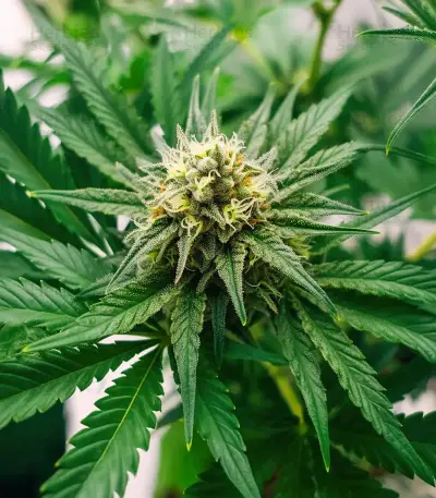 K.C. 48 Auto (K.C. Brains Seeds) Cannabis-Samen