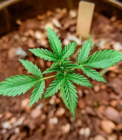 Northern Lights XL Auto (Zambeza Seeds) Cannabis-Samen