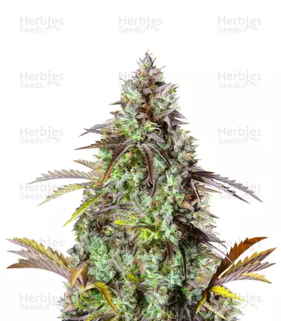 Original Big Bud Auto Samen feminisiert (Fast Buds)
