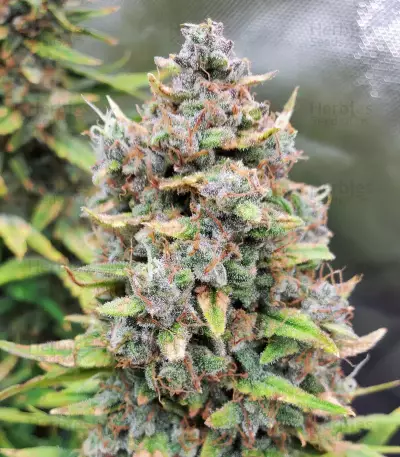 Original Big Bud Auto Samen feminisiert (Fast Buds)