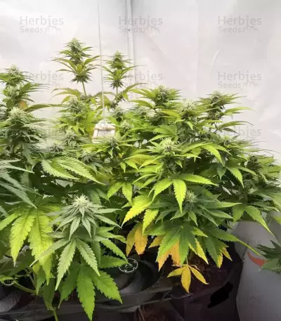 Purple Gelato Autoflower feminisierte Samen (Seedkeepers)
