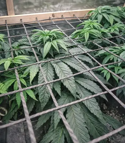 Sorbet Stash (DNA Genetics) Cannabis-Samen
